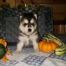 Pomsky Puppy Buster