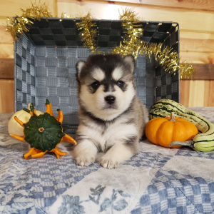 Pomsky Puppy Buster