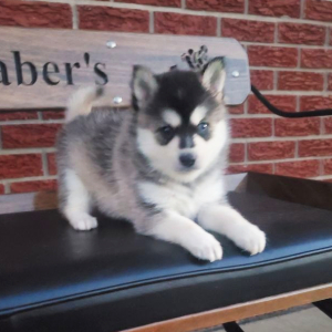 Pomsky Puppy Buster