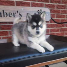 Pomsky Puppy Buster