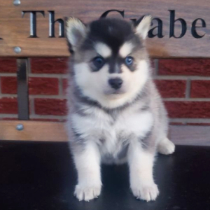 Pomsky Puppy Buster