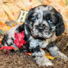 Cocker Spaniel Puppy Candy