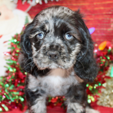 Cocker Spaniel Puppy Candy