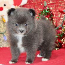 Pomeranian Puppy Layne