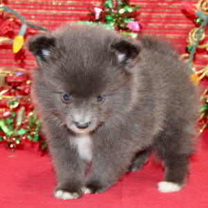 Pomeranian Puppy Layne