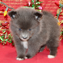 Pomeranian Puppy Layne