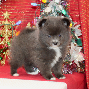 Pomeranian Puppy Layne