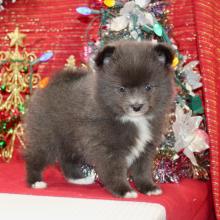 Pomeranian Puppy Layne