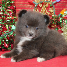Pomeranian Puppy Layne
