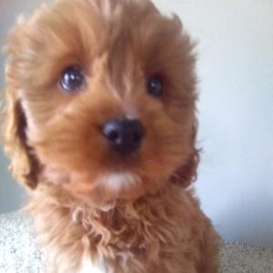Cavapoo Puppy Titan