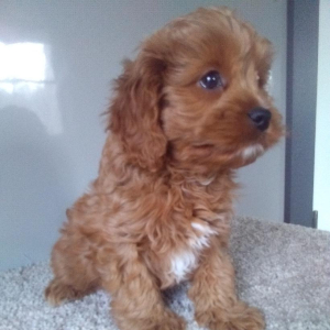 Cavapoo Puppy Titan