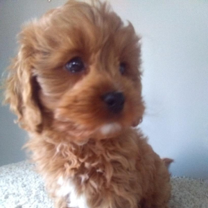 Cavapoo Puppy Titan