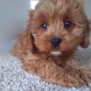 Cavapoo Puppy Titan
