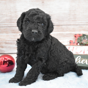 Goldendoodle Puppy Clayton