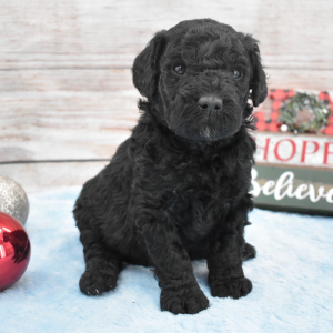 Goldendoodle Puppy Clayton