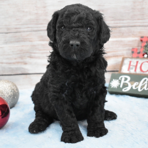 Goldendoodle Puppy Clayton