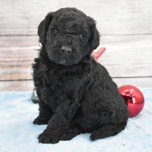Goldendoodle Puppy Clayton