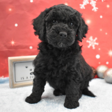 Goldendoodle Puppy Clayton
