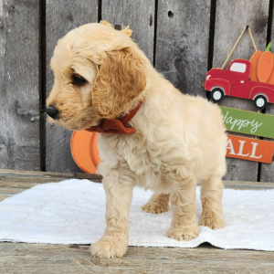 Goldendoodle Puppy Tinley