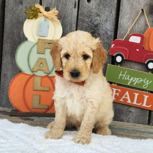 Goldendoodle Puppy Tinley