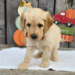 Goldendoodle Puppy Tinley