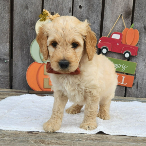 Goldendoodle Puppy Tinley