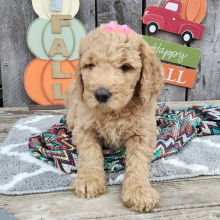 Goldendoodle Puppy Suzie