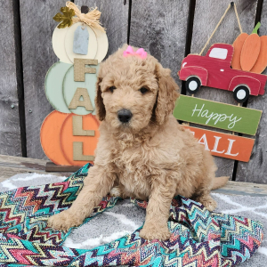 Goldendoodle Puppy Suzie