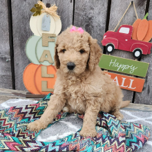 Goldendoodle Puppy Suzie