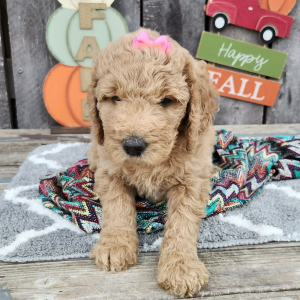 Goldendoodle Puppy Suzie