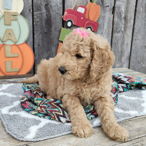 Goldendoodle Puppy Suzie