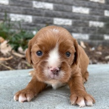 Cavalier King Charles Spaniel Puppy Jimbo