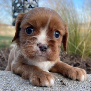 Cavalier King Charles Spaniel Puppy Jimbo