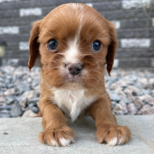 Cavalier King Charles Spaniel Puppy Jimbo