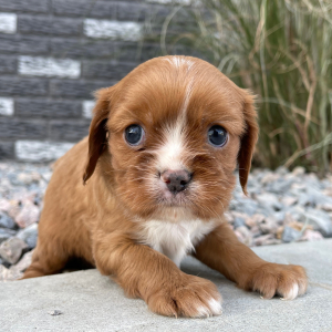 Cavalier King Charles Spaniel Puppy Jimbo