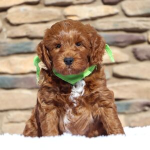 Goldendoodle Puppy Olaf