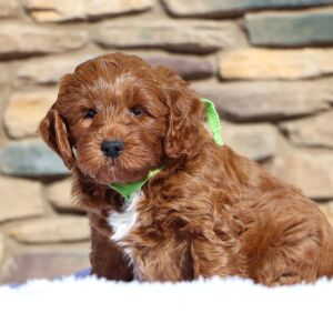 Goldendoodle Puppy Olaf