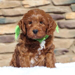 Goldendoodle Puppy Olaf