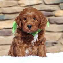 Goldendoodle Puppy Olaf