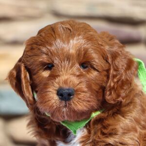 Goldendoodle Puppy Olaf
