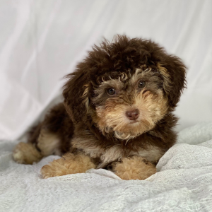 Poodle Puppy Dalton