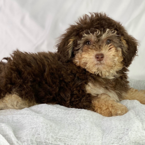 Poodle Puppy Dalton