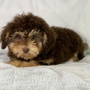 Poodle Puppy Dalton