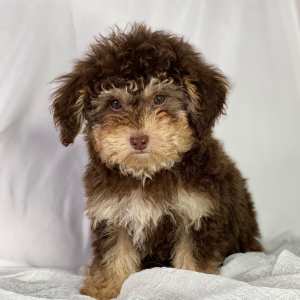Poodle Puppy Dalton