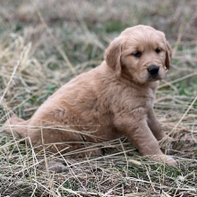 Golden Retriever Puppy Layla