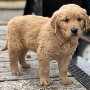 Golden Retriever Puppy Layla