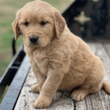 Golden Retriever Puppy Layla