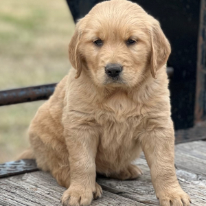 Golden Retriever Puppy Layla