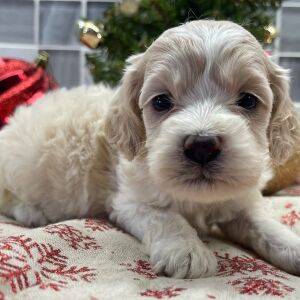 Cockapoo Puppy Brie