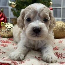 Cockapoo Puppy Brie